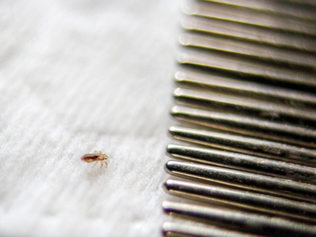Post Lice Treatment What to Do After Lice Treatment? LiceDoctors